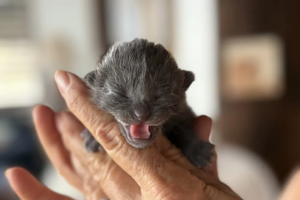 A newborn grey foster kitten mewing, cradled in a hand