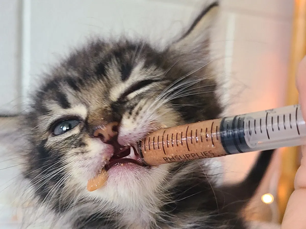 A foster kitten being fed from a syringe