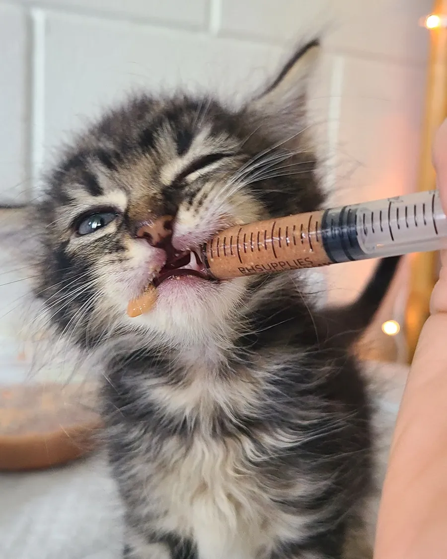 A foster kitten being fed from a syringe