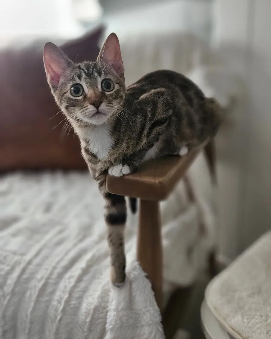 A wide-eyed tabby kitten perched on the arm of a bench