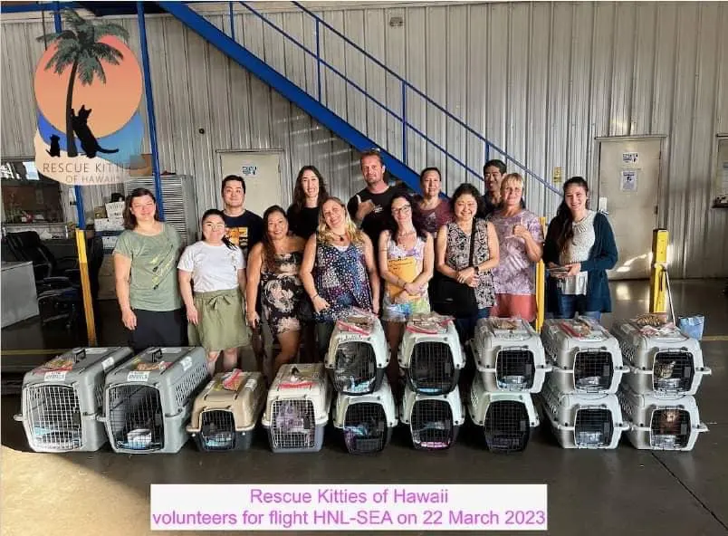 Volunteers standing behind rows of cat carriers ready for a flight from Honolulu to Seattle