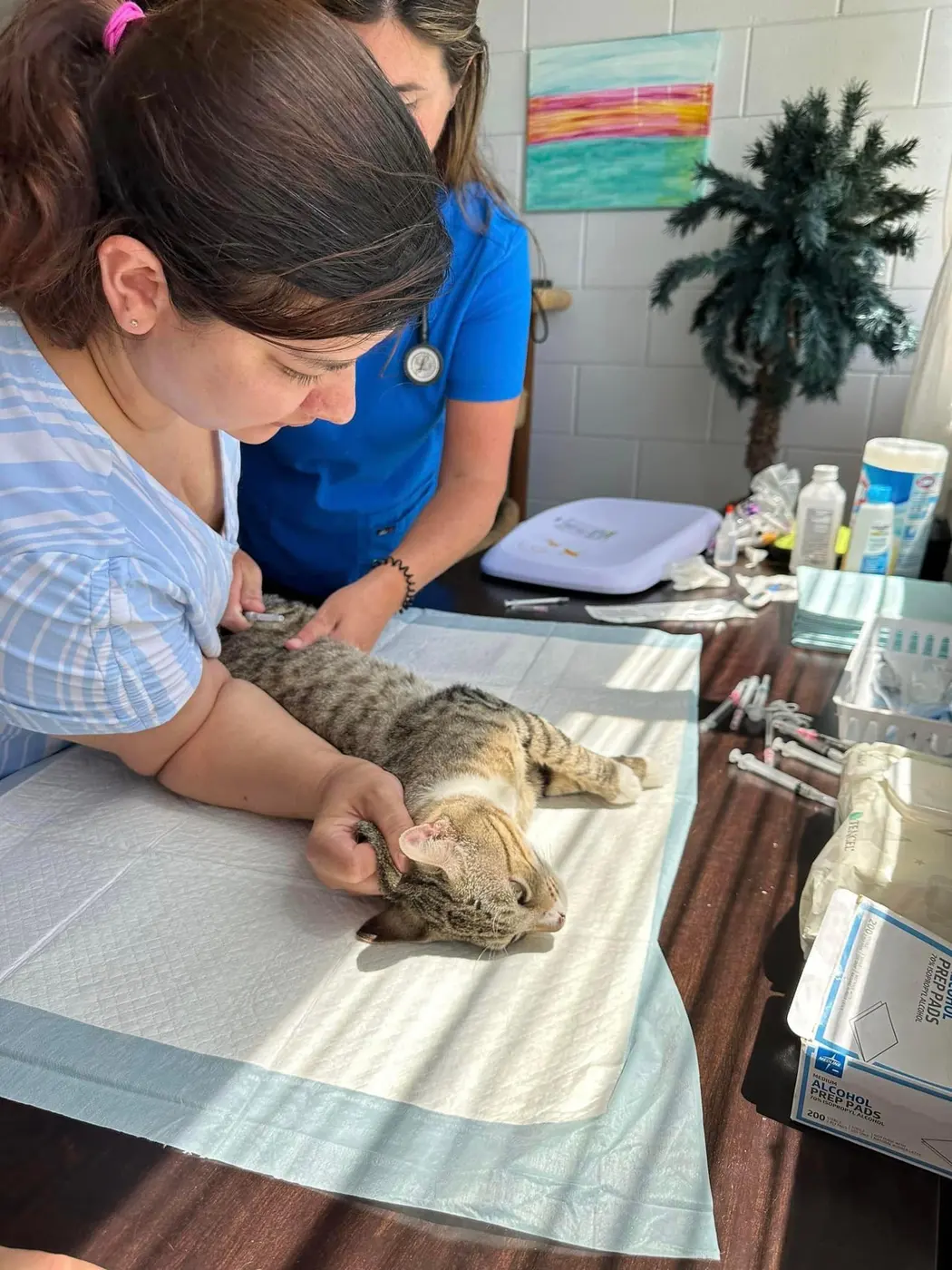 A vet team examining a tabby cat